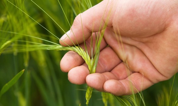 A hand holding barley Cereals & Oilseed Region: